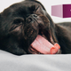 Image for article titled What's the Best Mattress?